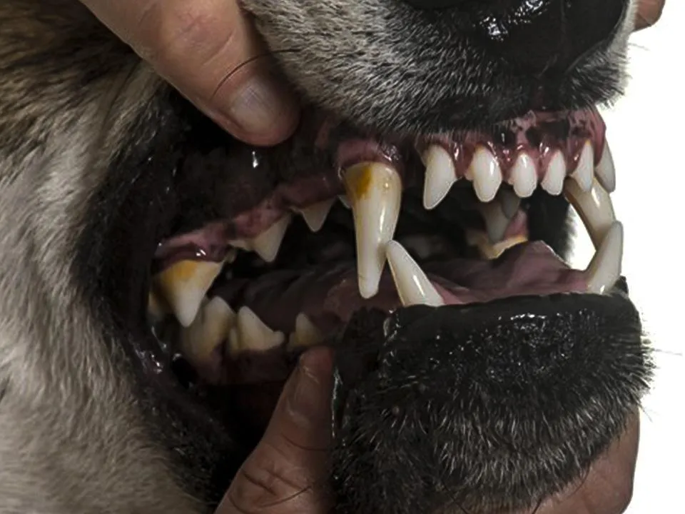 «Дети боятся ходить на учебу, старики — в магазин»: кровожадный пес атакует беззащитных жителей Ленобласти