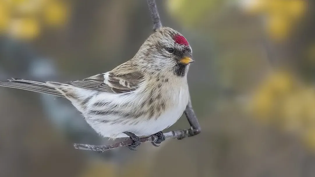 Фото: личный архив Елены Швыдун
