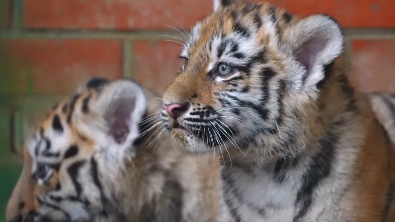 Центр воспроизводства редких видов животных