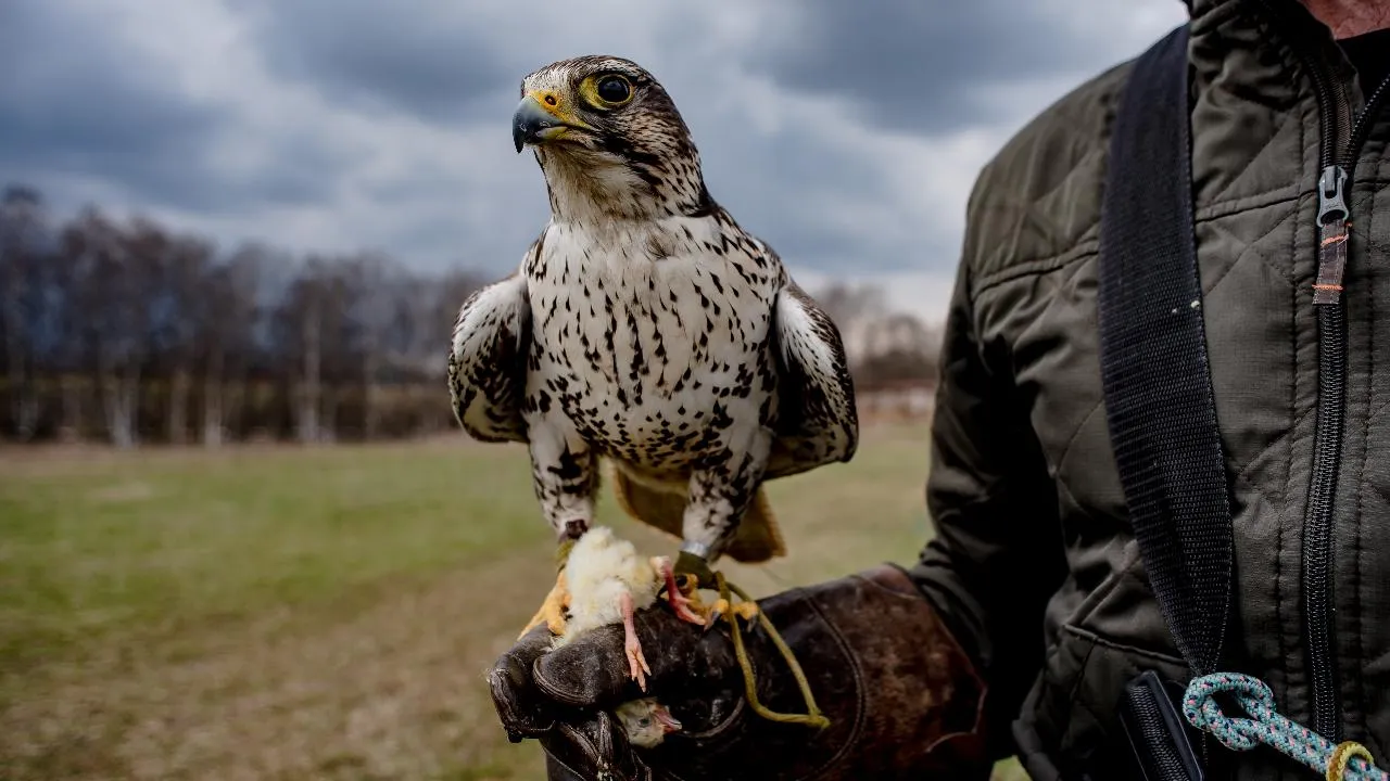 медиасток.рф
