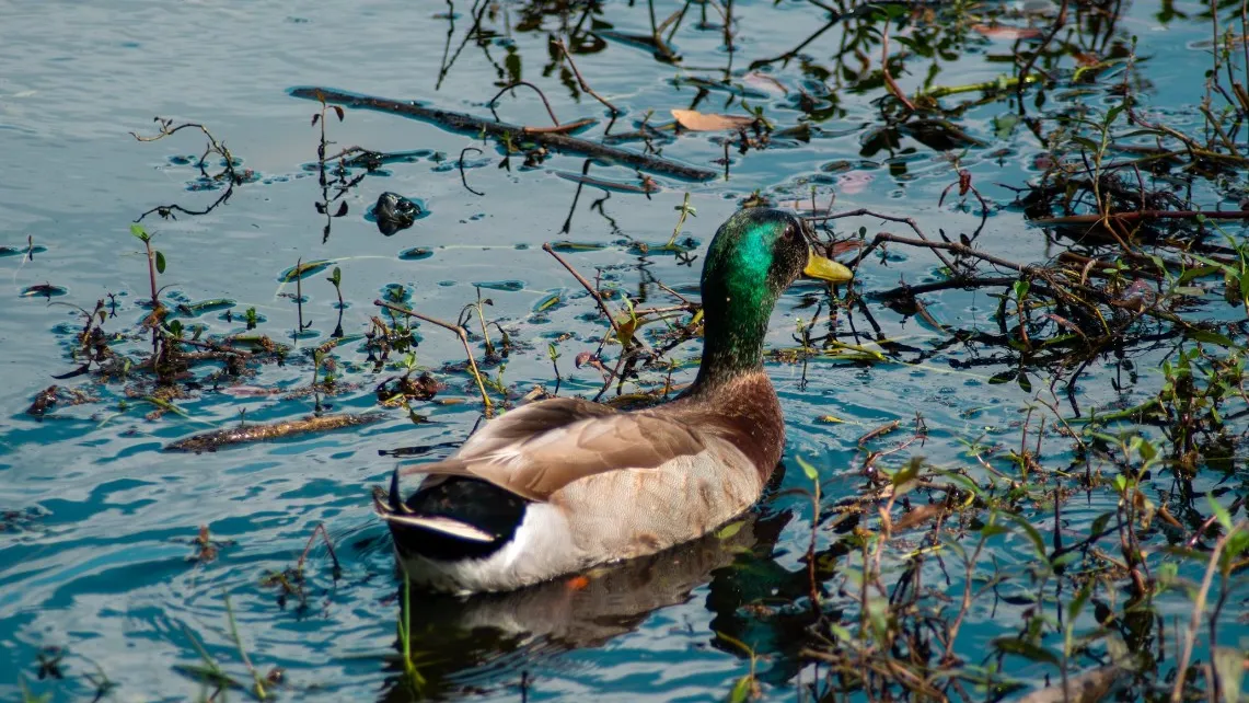 Фото: unsplash.com