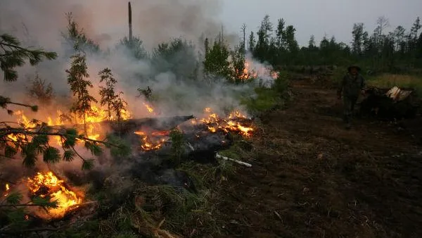 Свыше 4 тыс км противопожарных полос проложено в лесах МО