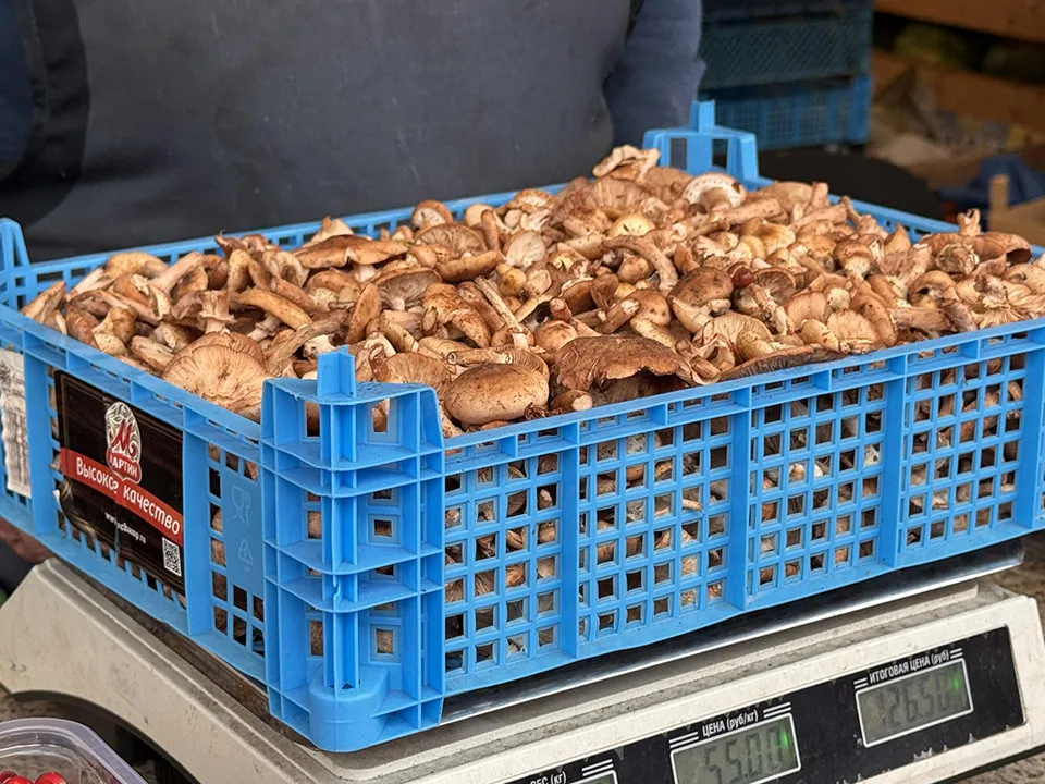 Фото: REGIONS/Мария Шматкова