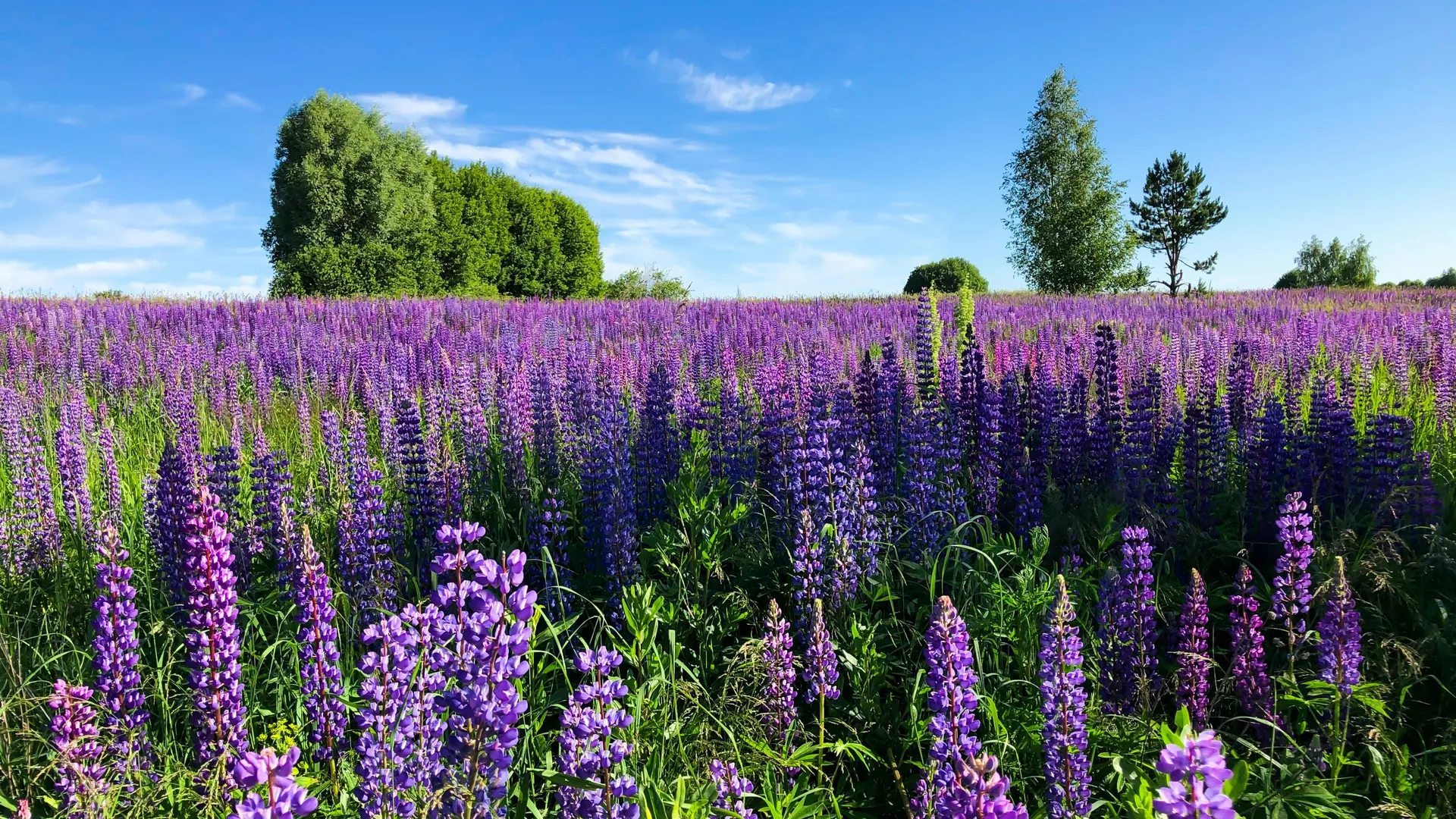 Фото: unsplash.com