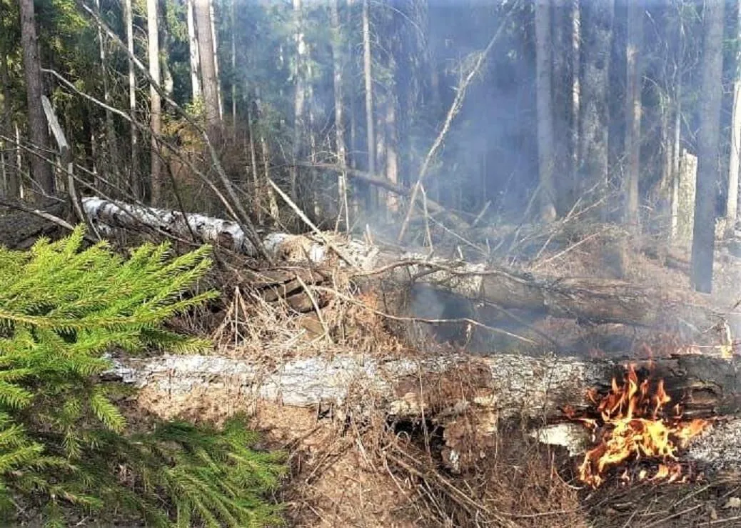Фото: пресс-служба Комитета лесного хозяйства Московской области