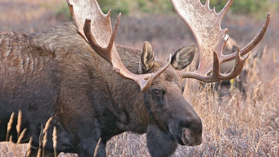 Фото: pxhere.com