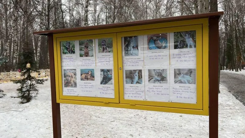 В парке Каширы решили креативно помочь бездомным животным найти хозяев