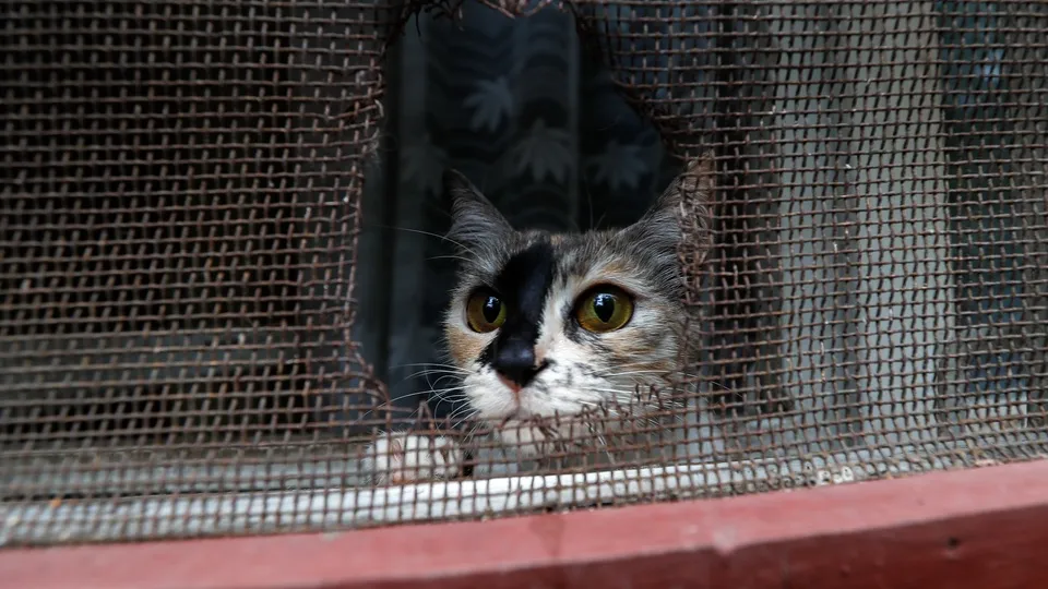 Фото: ТАСС/Артем Геодакян