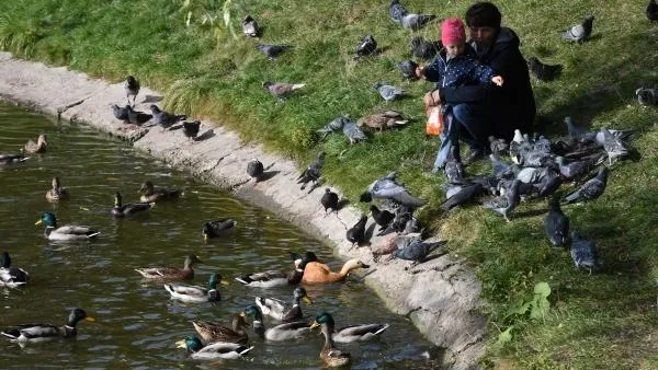 Орнитологи попросили не кормить птиц в Москве