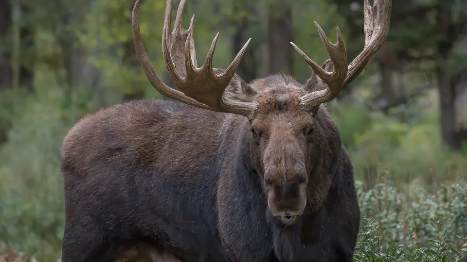 Фото: istockphoto.com/John Morrison