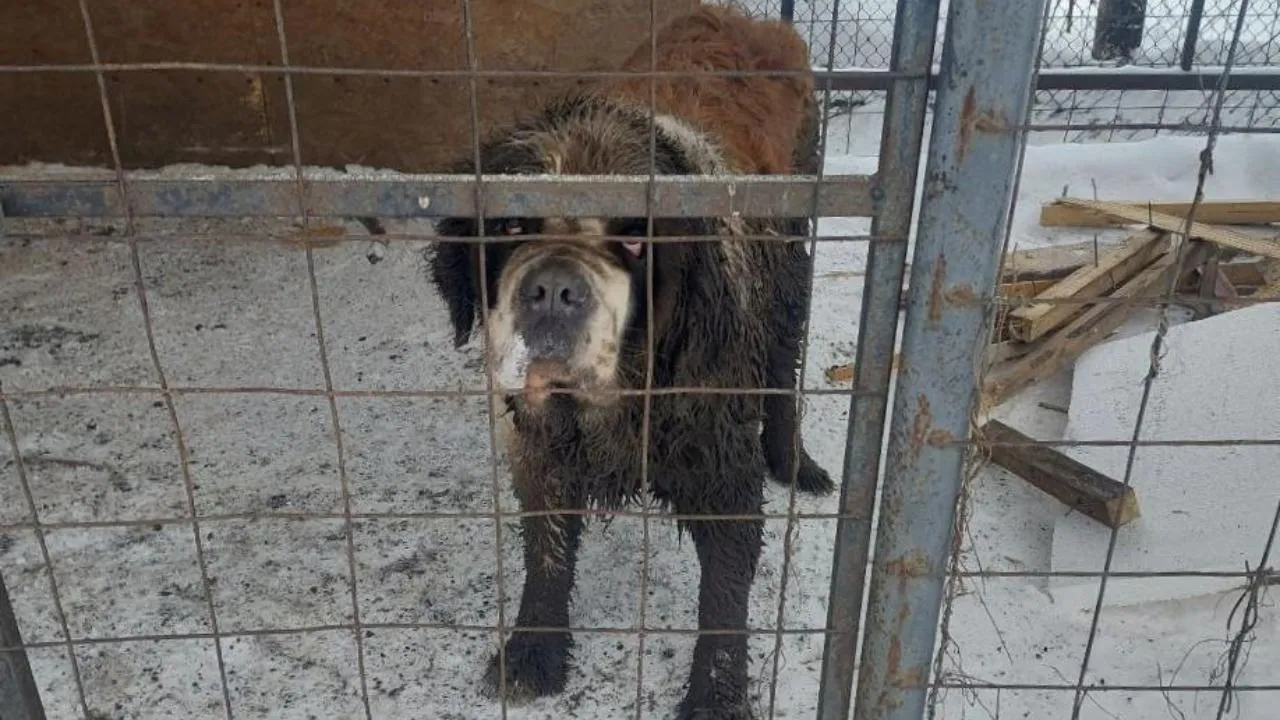 В Павловском Посаде работники ГКУ МО «Мособлпожспас» спасли пса, который застрял в вольере