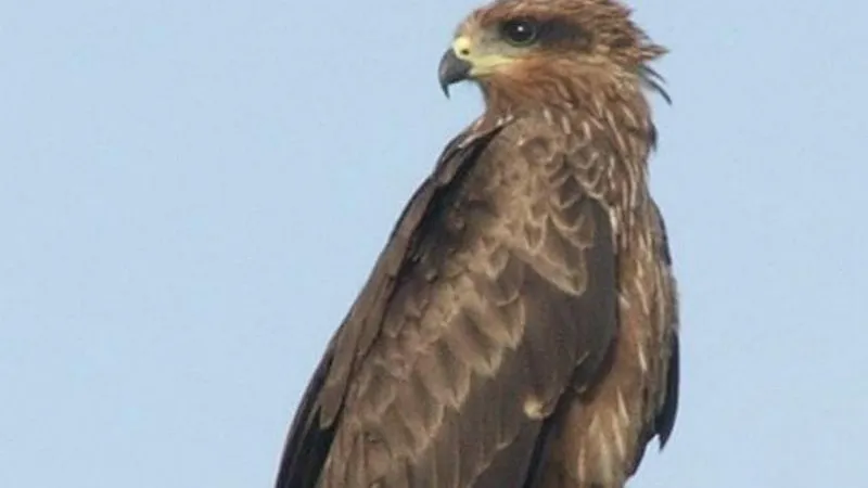 Wikimedia.org