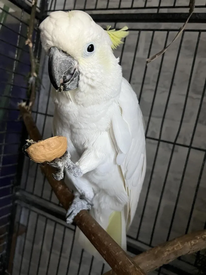 Фото: Эдуард Галтвин