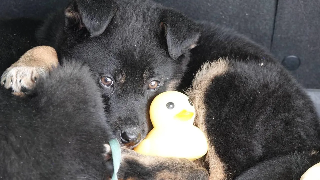 МедиаБанк Подмосковья/Дарья Леонова