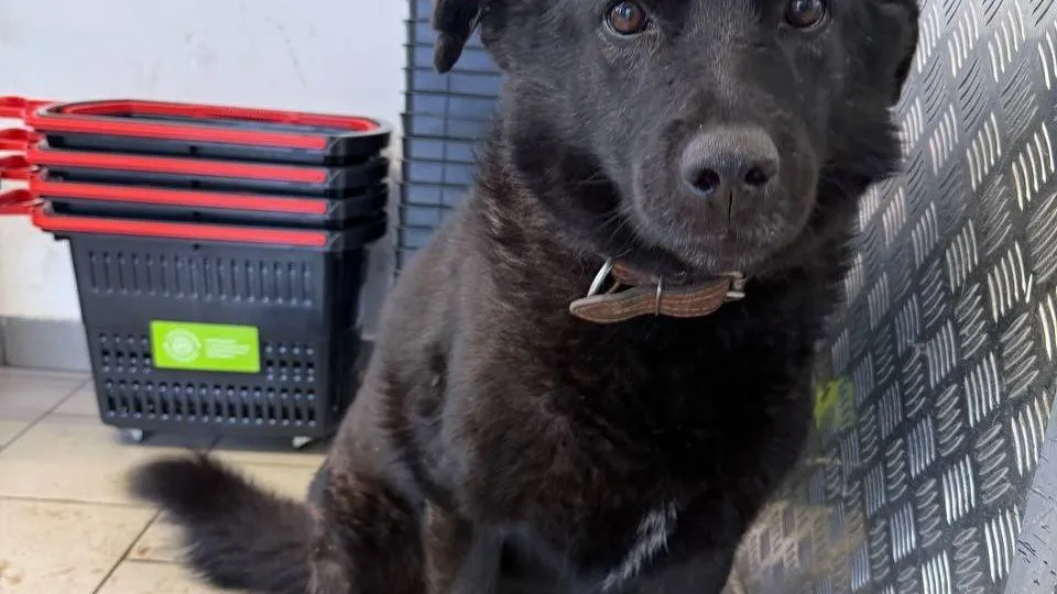 Фото: «Хвосты и хвостики Ступино, Кашира»