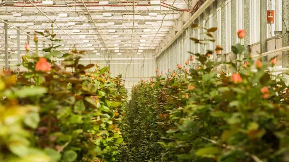 Фото: ТК «Подосинки»