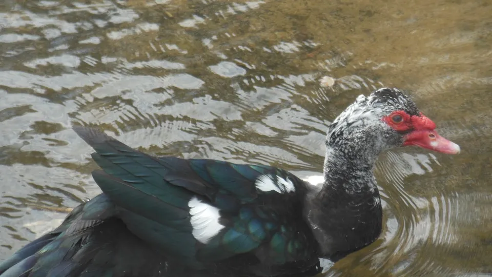 Фото: commons.wikimedia.org