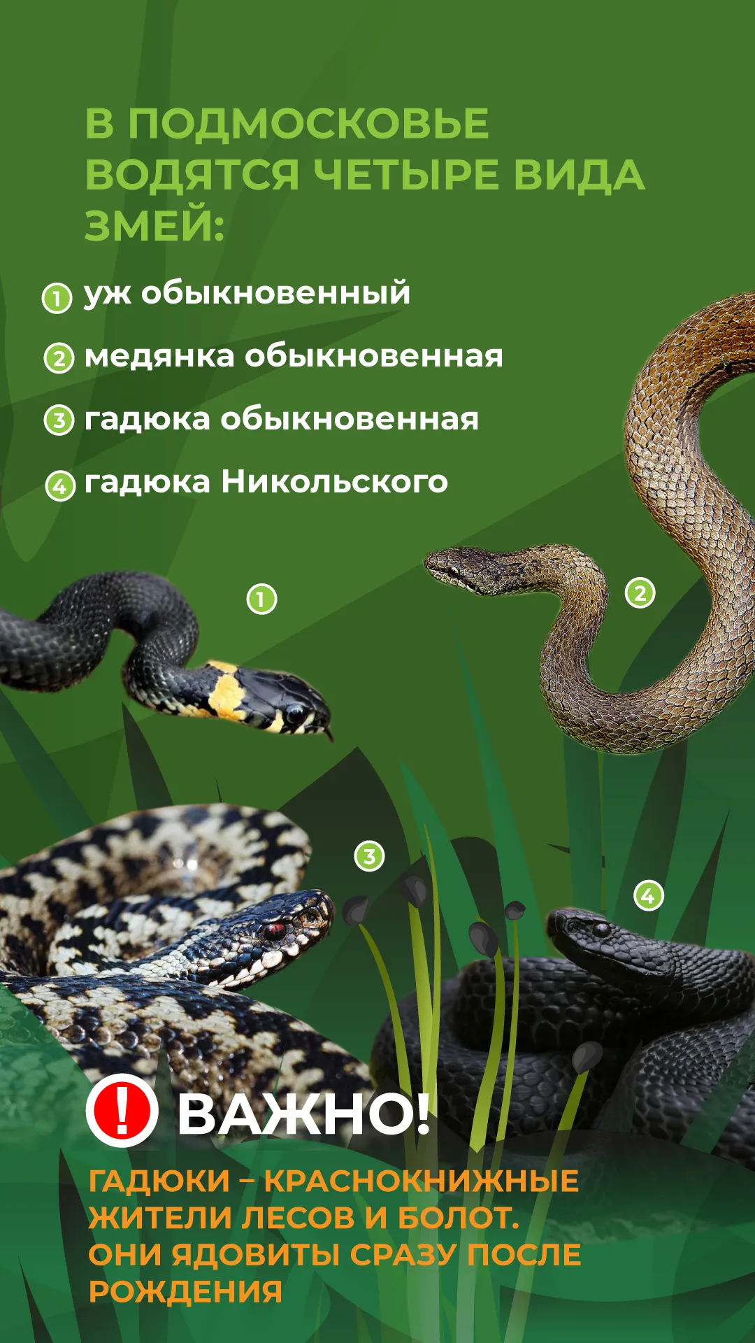 Осторожно_змеи