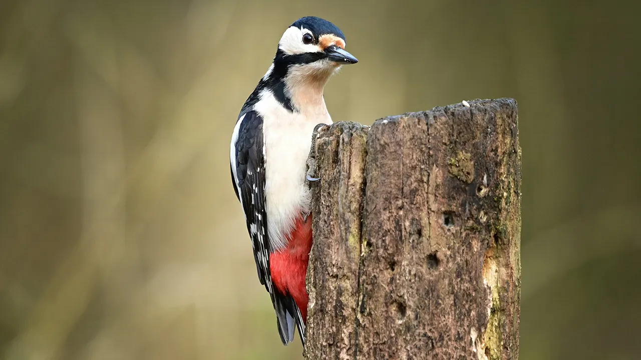 Сирийский дятел.&nbsp;Фото: unsplash.com