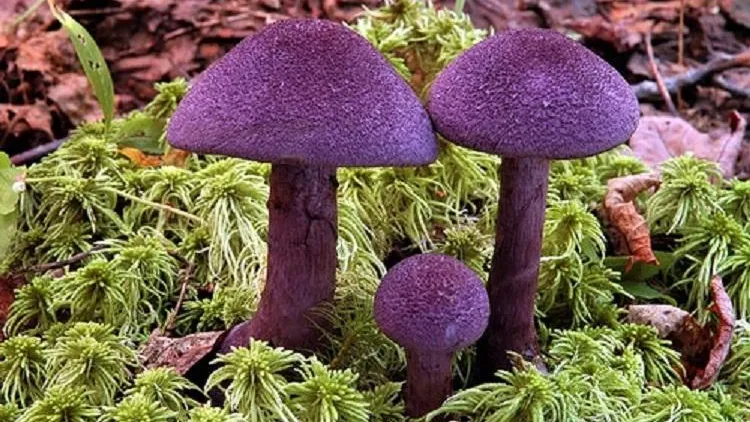 Фото: wikigrib.ru