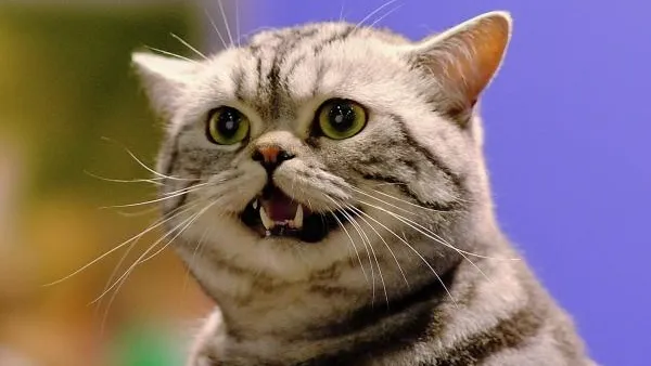 В Саратовской области женщина убила подругу из-за кота