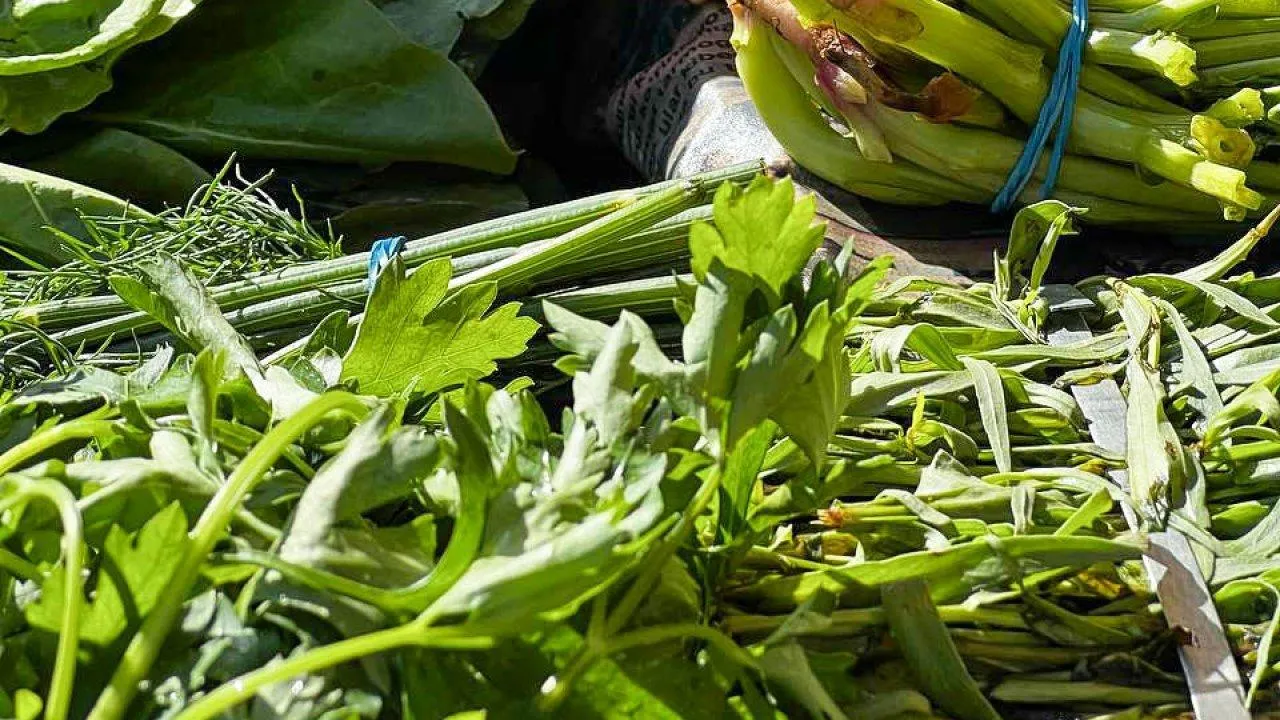 REGIONS/Максим Цыбуляк