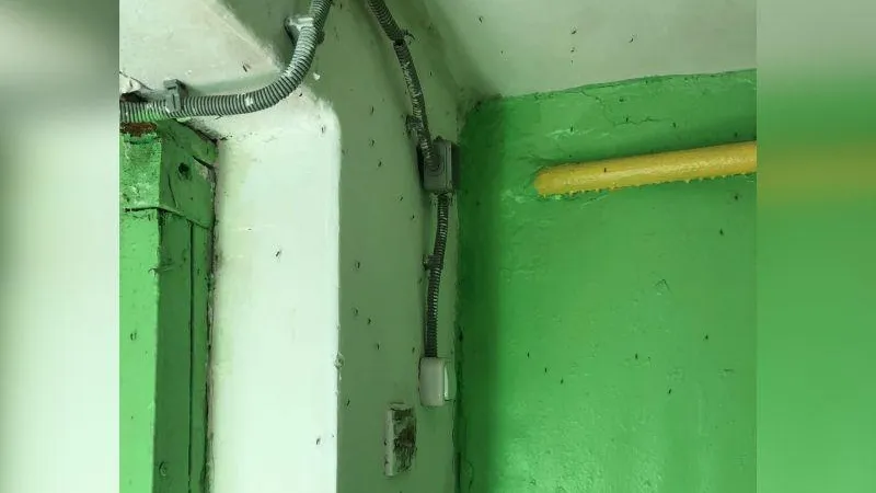 Насекомые-кровососы оккупировали подъезды Чехова