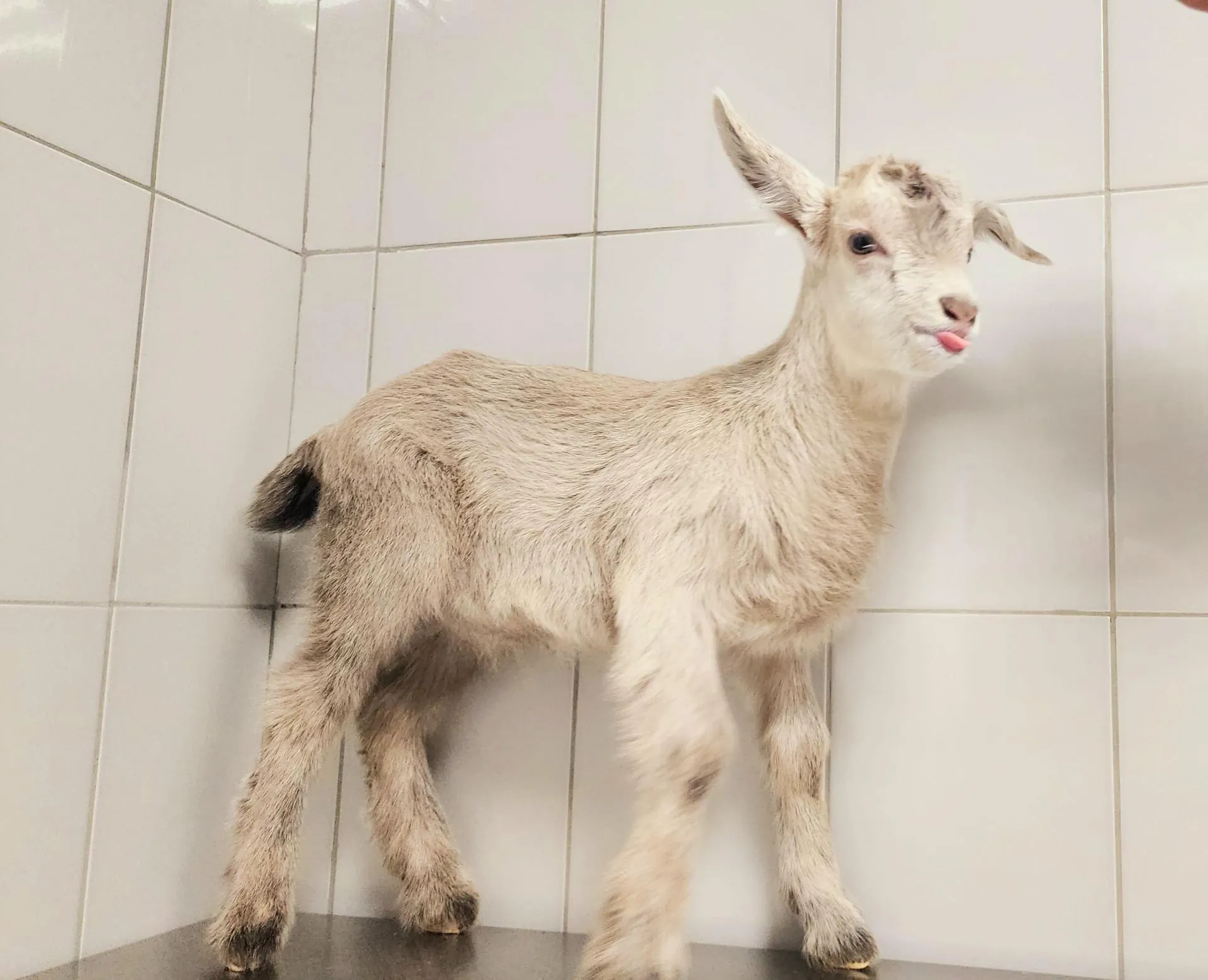 Дети кормили животных. Фото: Анастасия Сараева