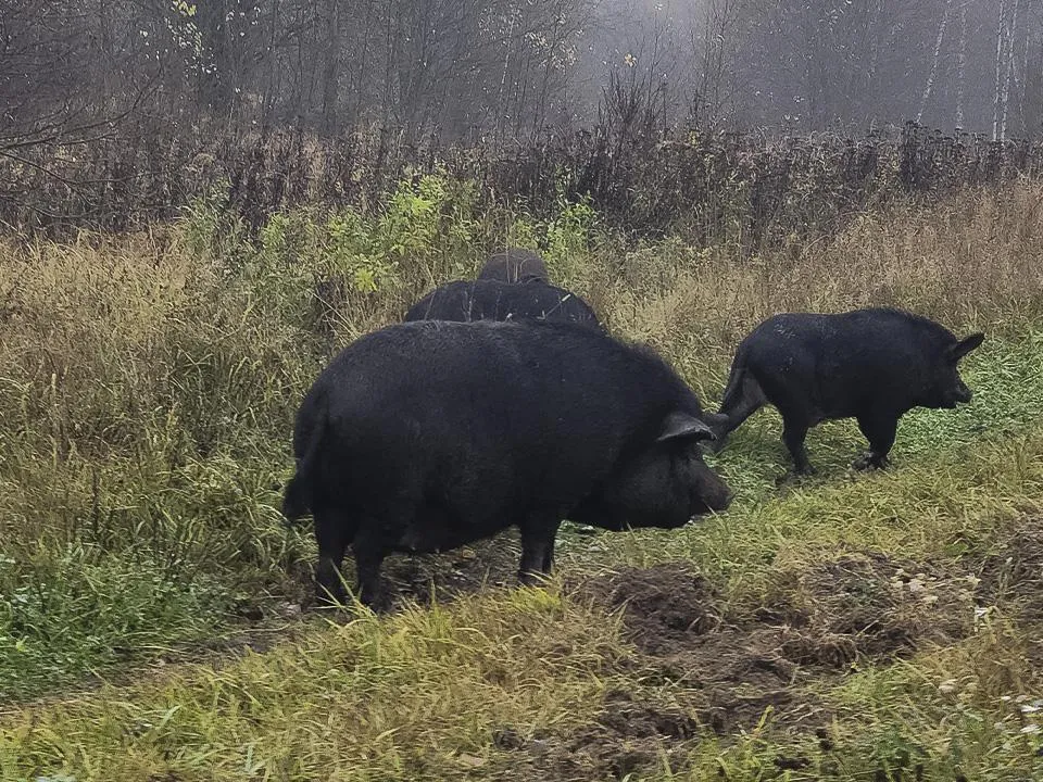 «Хозяин умер, они убежали из загона»: деревню в Подмосковье захватили голодные свиньи