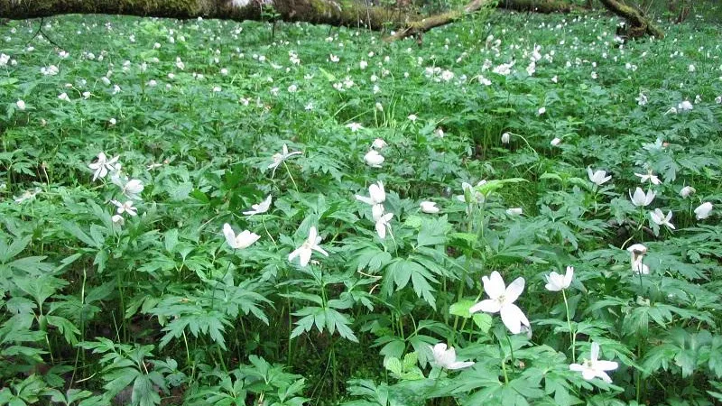 П. Воеводин