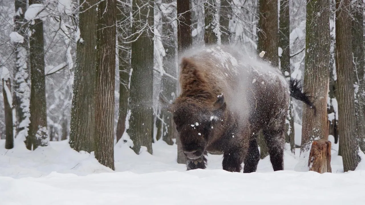 Ольга Калинина