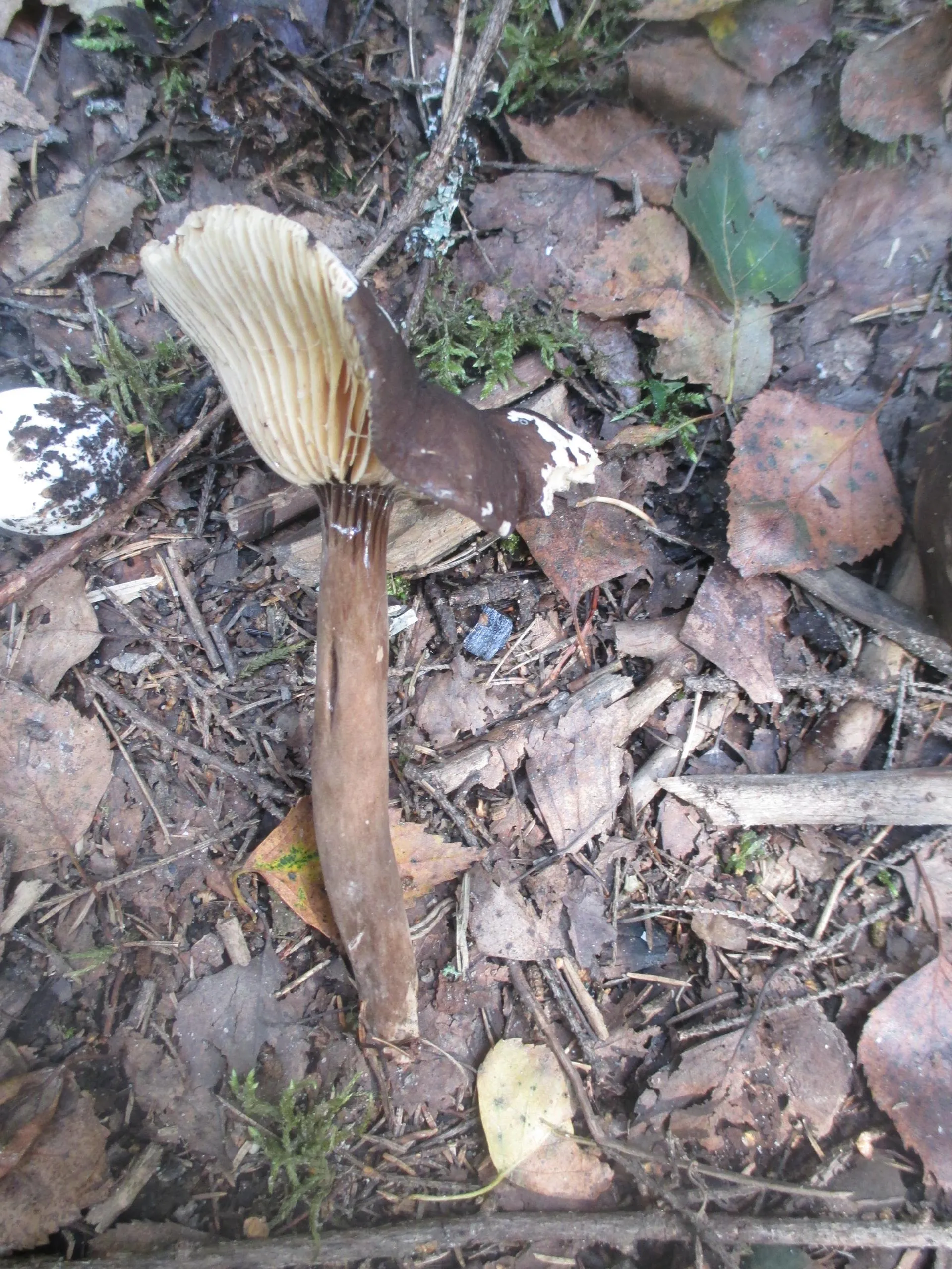 Министерство экологии и природопользования Московской области