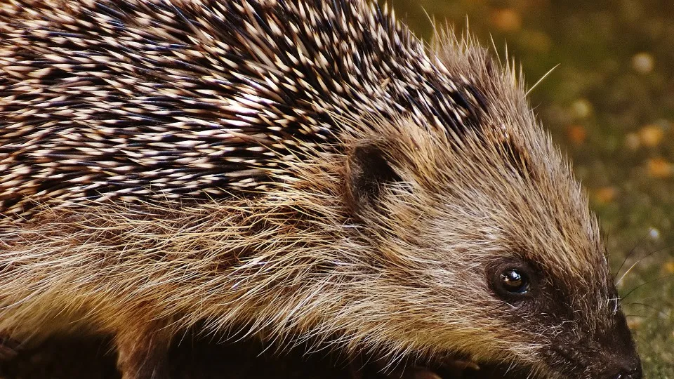 Фото: pxhere.com