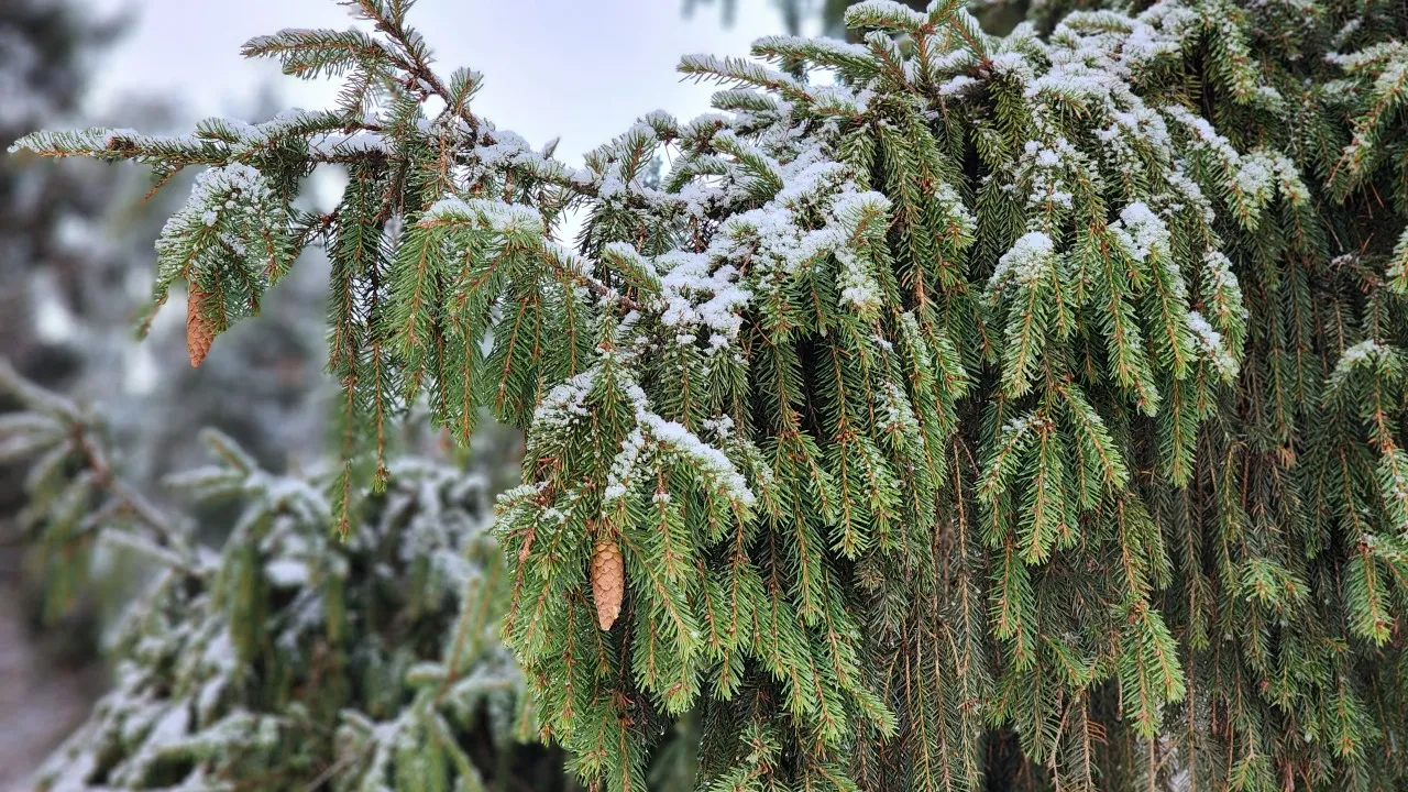 Фото: МедиаБанк Подмосковья/Екатерина Мелкозерова