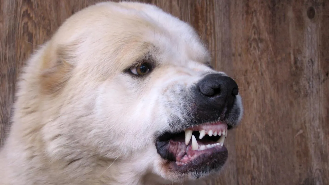 istockphoto.com/Alla Mosurova