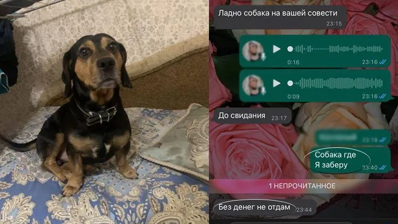 Забрал собаку и вымогал деньги: мужчина из Ногинска шантажировал расправой бывших владельцев пса