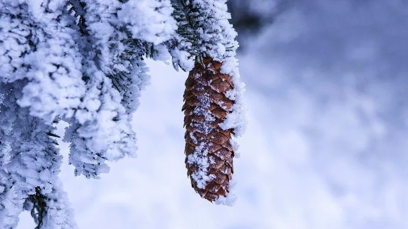 В Подмосковье продлили «оранжевый» уровень опасности погоды из-за похолодания
