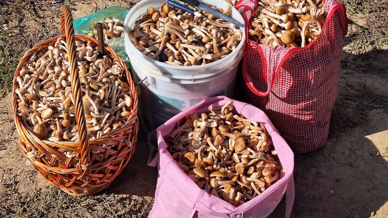 Валерия Тингаева