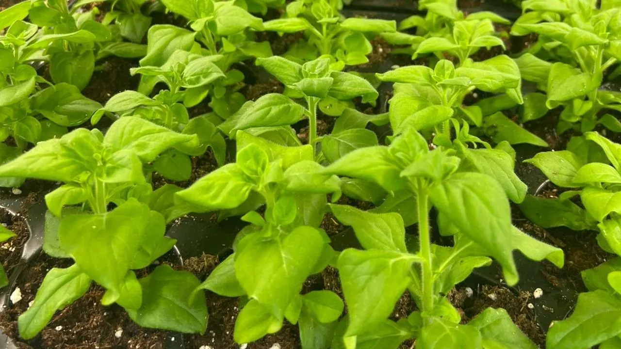 Любовь Погончикова