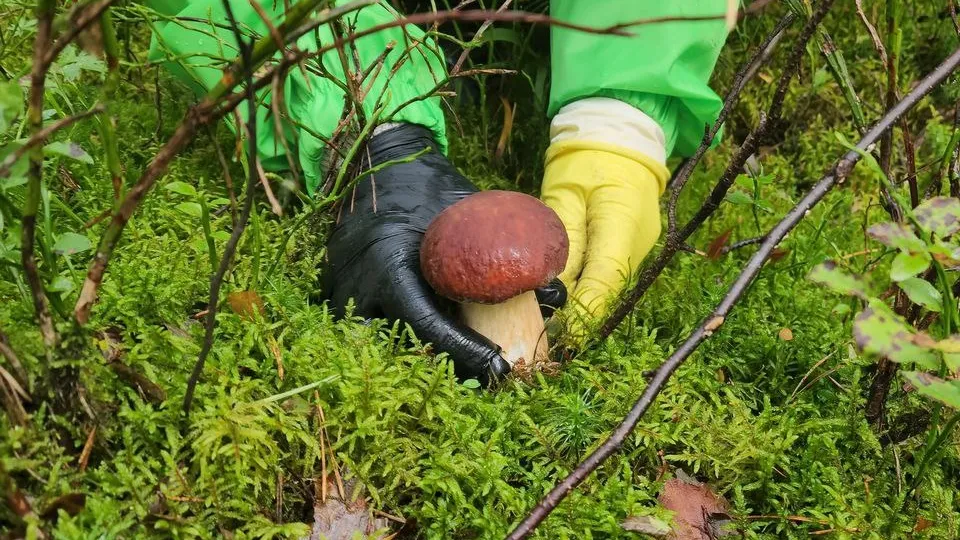 Фото: МедиаБанк Подмосковья/Екатерина Мелкозерова