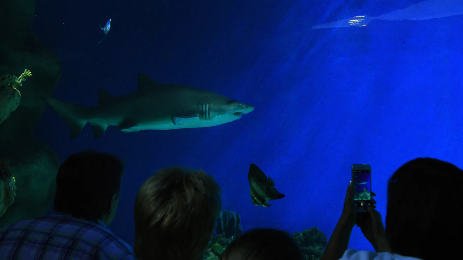 Открытие Центра океанографии и морской биологии «Москвариум» на ВДНХ