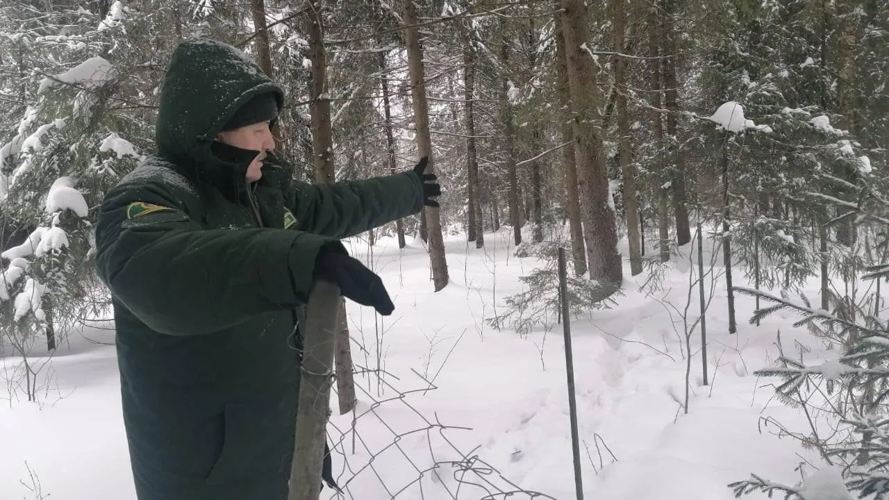 Фото: комитет лесного хозяйства Московской области