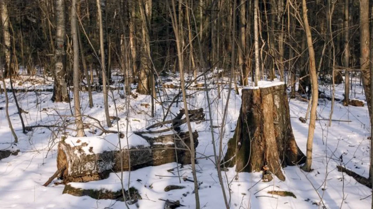 медиасток.рф