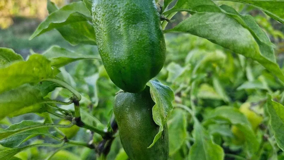 REGIONS/Наталия Надточая