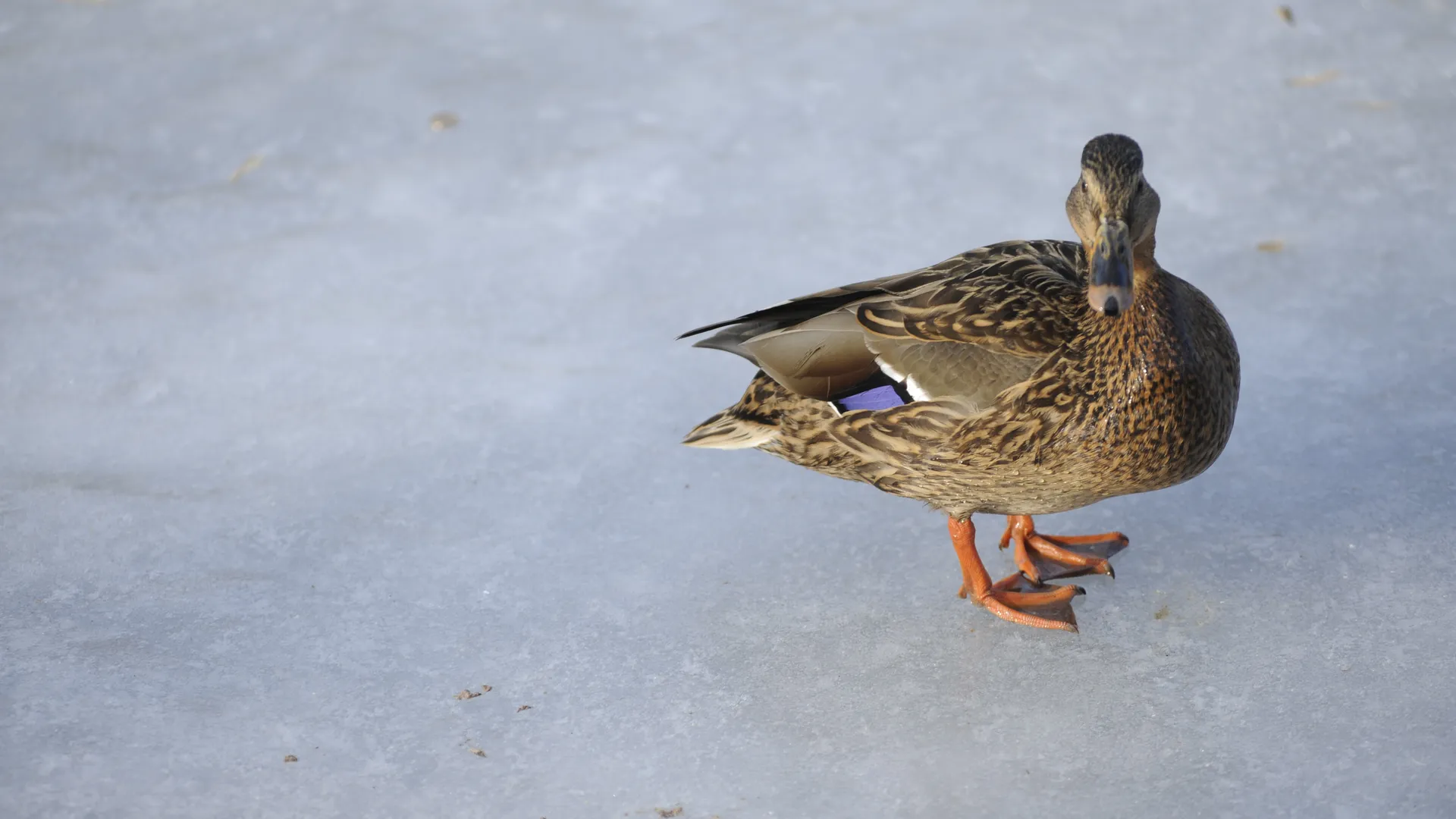 «Ледовая ловушка» для утки: стражи леса в Подмосковье провели тонкую операцию по спасению