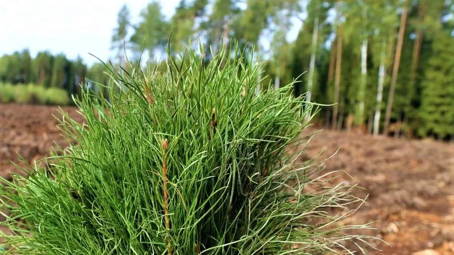 Фото: Комитет лесного хозяйства Московской области