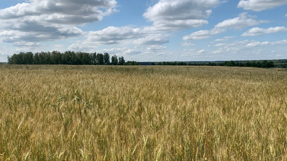 Фото: МедиаБанк Подмосковья/Андрей Семибратов