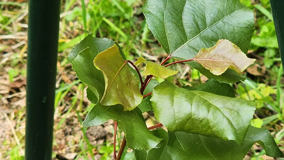 Фото: МедиаБанк Подмосковья/Роман Савельев