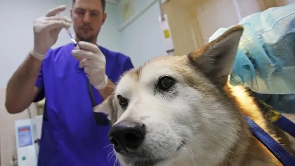 В Рязанской области зарегистрировано 20 случаев бешенства с начала года