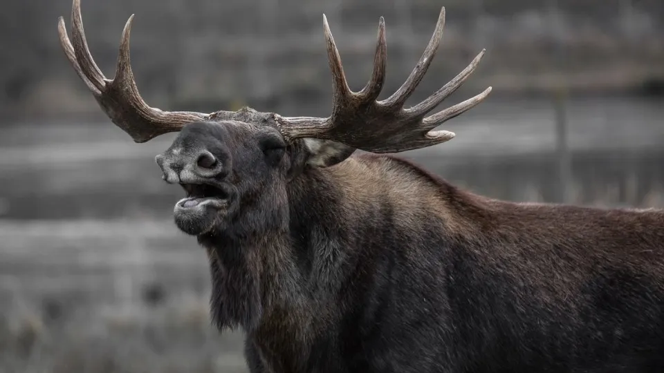 Фото: pxhere.com